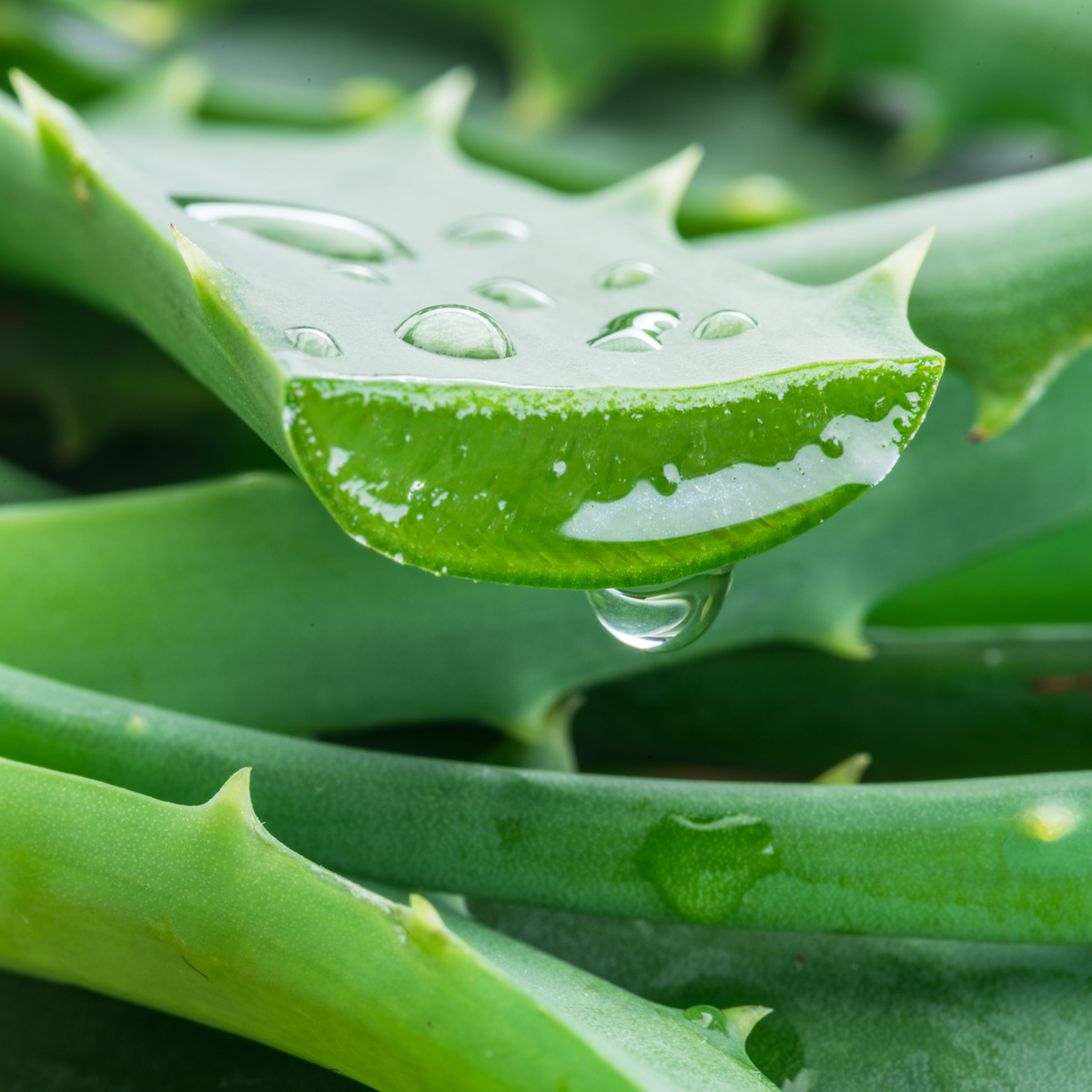 Closeup of aloe leaf with aloe gel spilling out